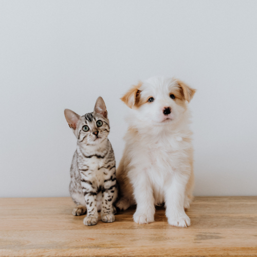 Can I Become A Foster Carer If I Have Pets?