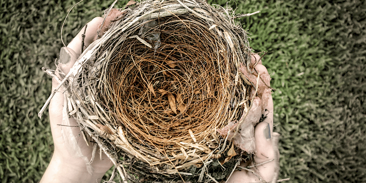 Fill your empty nest by becoming a foster carer.